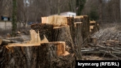 Остатки деревьев, срубленных в Гагаринском парке Симферополя, 13 марта 2018 года