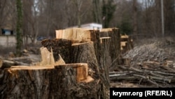 Срубленные деревья в Гагаринском парке. Симферополь, 13 марта 2018 года