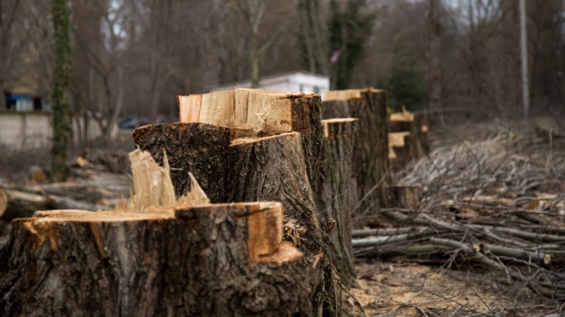 В Крыму возбудили дело из-за вырубки 178 деревьев в Судаке – прокуратура