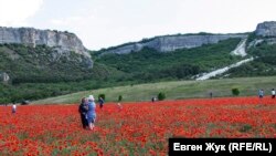 Так выглядело поле до того, как его скосили