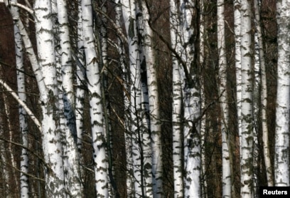 It's birch sap season, the forest's spring tonic