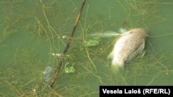 Pomor ribe u Palićkom jezeru