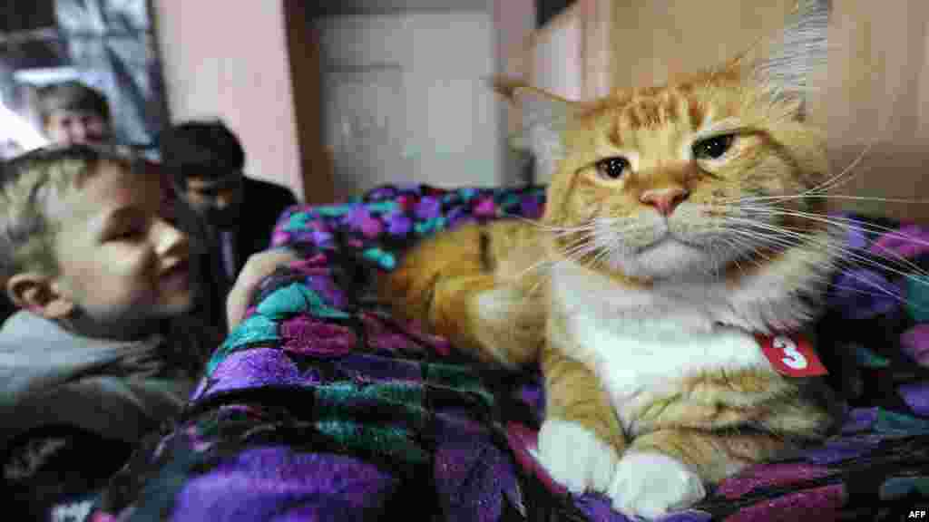 A boy looks at a Maine Coon cat.