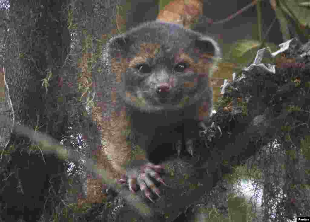 An olinguito (Bassaricyon neblina), described as the first carnivore species to be discovered on the American continents in 35 years, is pictured in a cloud forest in South America. (Mark Gurney/Smithsonian Institution/Handout via Reuters)