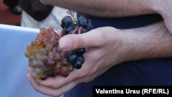 Bun îi vinul ghiurghiuliu !
