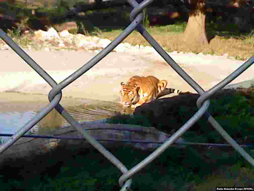 Минатиот месец во Зоолошката градина пристигнаа два сибирски тигри од Чешка и Унгарија, кои се уште се приспособуваат на новите услови. Мажјакот е стар 10 години а женката 7.