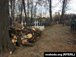 Карабанаўскія могілкі. Дрэвы паліваныя. Вывесьці да Дзядоў не пасьпелі