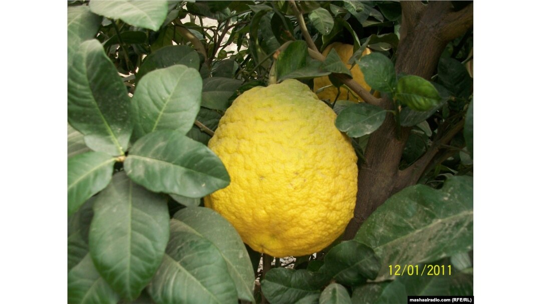Пакистанда өстүрүлгөн 5 кг апельсин. 2011-жыл.