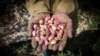 Iran -- An Iranian shows pistachios collected from trees, Sirjan, Oct2013 