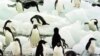 In Turkey, Penguins Become Symbol Of How Media Missed The Story