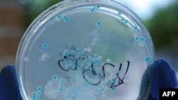 Неміс мамандары E.coli жұқпалы вирусын көрсетіп тұр. Ганновер, 1 маусым 2011 ж.