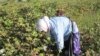 One Dead In Uzbek Stabbing Incident During Cotton-Picking
