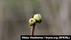 ДСНС натомість закликає громадян бути обережними у Карпатах