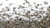 Bird Flu: As European Worries Grow, Some See Benefits In Alarm