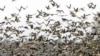 EU: Limited Bird Vaccinations To Start