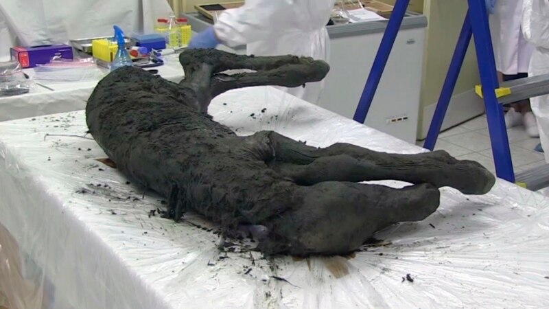 کشف جسد یک کره اسب با خون مایع پس از ۴۲ هزار سال
