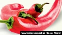 Chili paper Uzbekistan