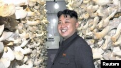 رهبر جوان کره شمالی در یک مزرعه قارچ