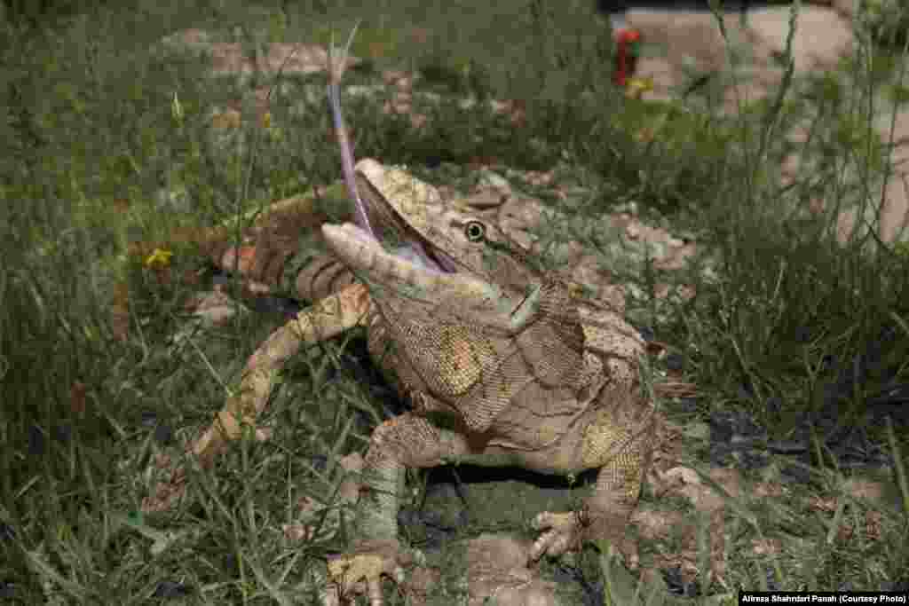  نام علمی: Varanus griseus، نام فارسی: بزمجه بيابانی، طول پوزه تا مخرج: ۶۰ طول دم ۹۰ سانتيمتر، پراکندگی در ايران: سيستان بلوچستان، کرمان، تهران، قم، اصفهان، خراسان، گلستان، سمنان، قزوين، همدان، ايلام، کرمانشاه، خوزستان، کهگيلويه و بويراحمد، فارس، بوشهر، مرکزی 