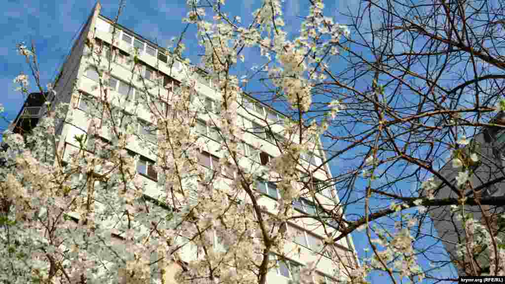 Квітуча слива біля 13-поверхового багатоквартирного будинку в &laquo;Остряках&raquo; &ndash; найбільшому спальному районі Севастополя. &nbsp; Як виглядає життя мікрорайону з приходом весни, дивіться у фотогалереї