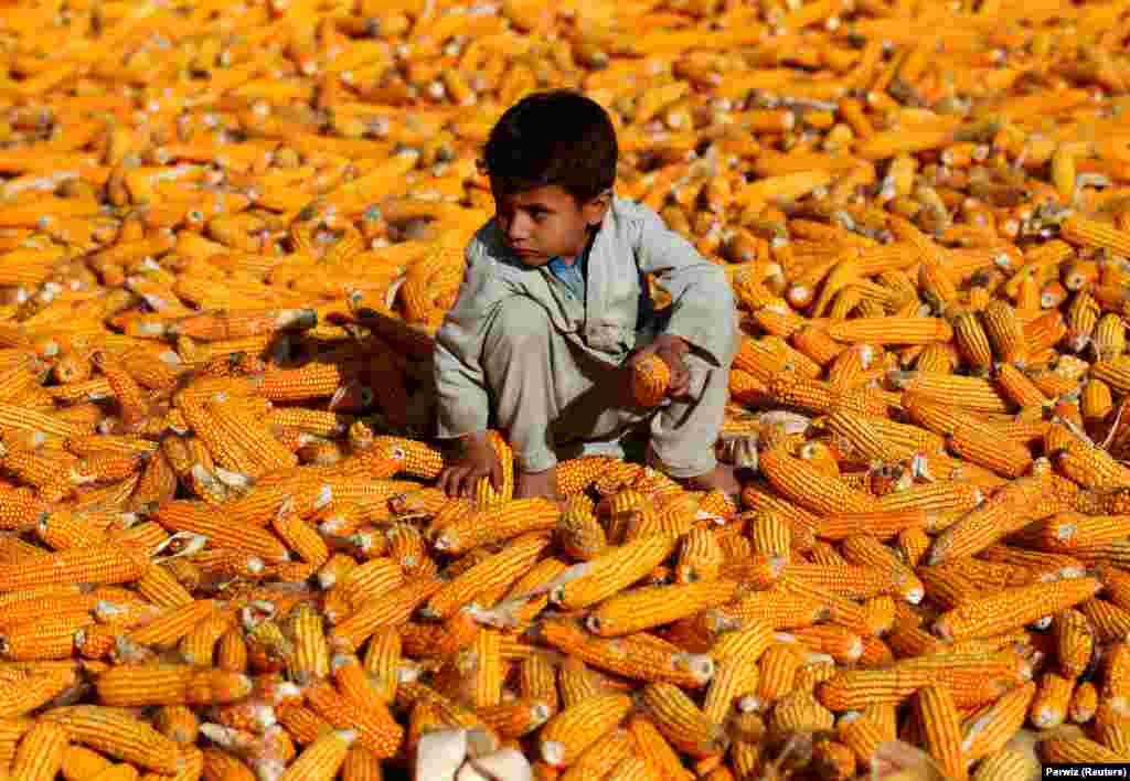 An Afghan boy sits on corn cobs after the harvest in a field in Nangarhar Province. (Reuters/Parwiz)