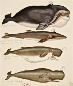 Некоторые из китов, увиденных в экспедиции. Причудливые иллюстрации могут указывать на то, что обычно очень внимательный к деталям Михайлов видел только силуэты китов.