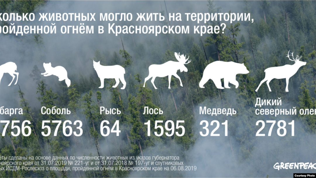 Животные Сибири Фото