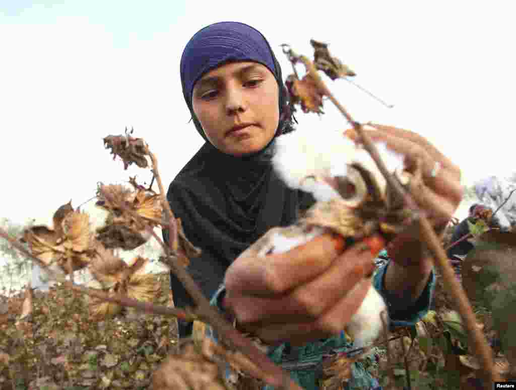 A woman harvests cotton in a field near the village of Yakhak, October 10, 2013.