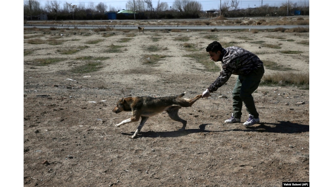 No Dogs Allowed? Iran Considers Nationwide Ban On 'Dangerous, Harmful' Pets