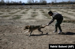 A teheráni sintérhatóság egyik munkatársa befog egy kóbor kutyát. Az állatot először kábítólövedékkel lőtték meg