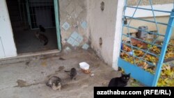 Бездомни мачки во Ашгабат