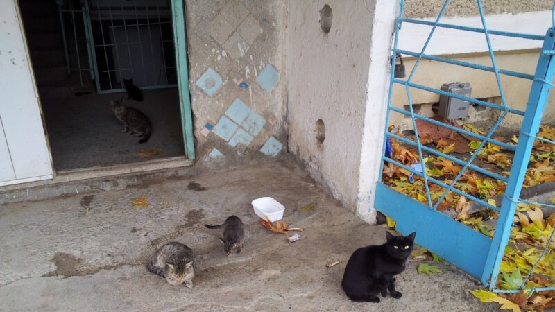 Туркменските власти најмуваат деца за справување со бездомни животни