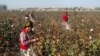 Uzbek Boy, 6, Dies In Cotton Harvest