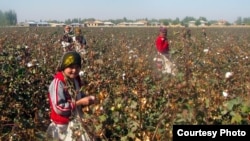 Activists have long have accused the Uzbek authorities of forcing schoolchildren and university students to pick cotton, one of the country's biggest exports.