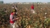 100 Top Brands Boycott Uzbek Cotton