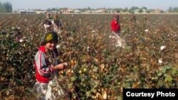 Uzbek students pick cotton in Kashkadaryo earlier this month.