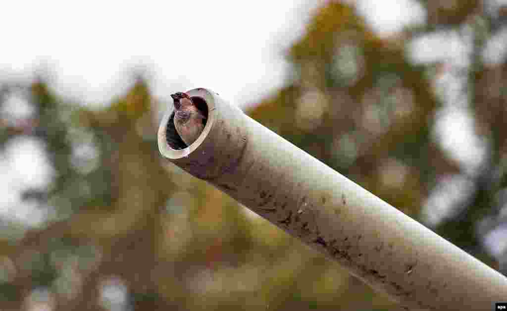A sparrow sits in a tank barrel at the Soviet War Memorial in Berlin. (epa/Paul Zinken)