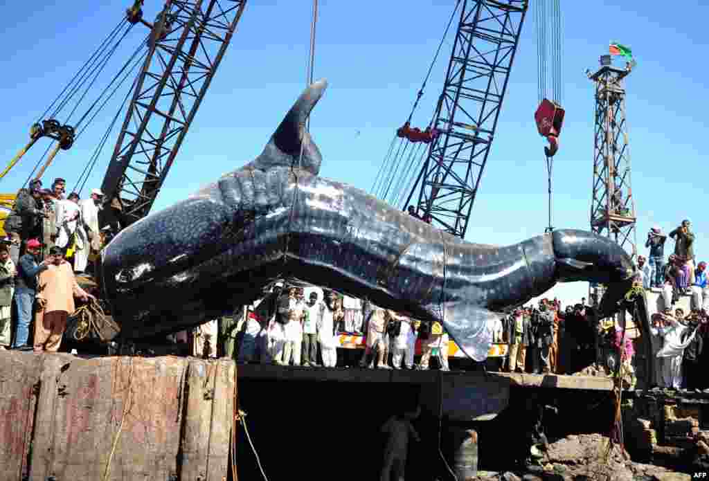 Pakistani fishermen use cranes to pull the carcass of a whale shark from the harbor in Karachi on February 7. The 40-foot fish, weighing 6 to 7 tons, was found dead in the Arabian Sea. (AFP/Asif Hassan) 