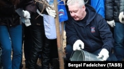 Мэр Москвы Сергей Собянин во время посадки дерева в Тушинском парке. Апрель 2017 