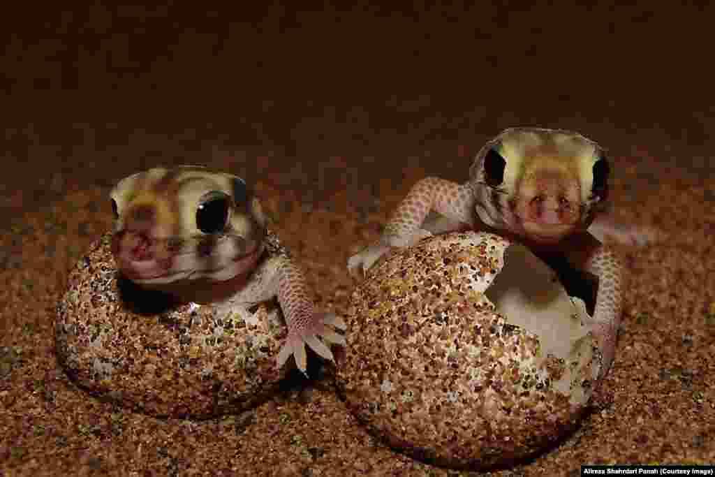 نام علمی: Teratoscincus keyserlingii، نام فارسی: گکوی دم پخ کايزرلينگی، نام انگليسی: Keyserling's Plate-tailed Gecko، طول پوزه تا مخرج: ۱۱۵ و طول دم ۷۵ ميليمتر، پراکندگی در ايران:خراسان، گلستان، سمنان، قم، تهران، اصفهان، کرمان، يزد، هرمزگان، سيستان بلوچستان
