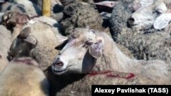 Qurban bayramlık qoylar, Saq, nümüneviy resim