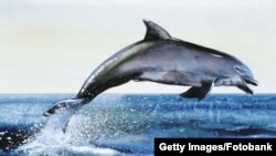 Дельфин. Иллюстративное фото