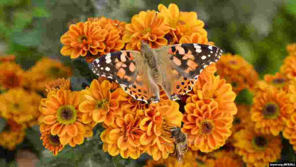 Цветы привлекали своей красотой не только гостей выставки, но и большое количество бабочек и пчел