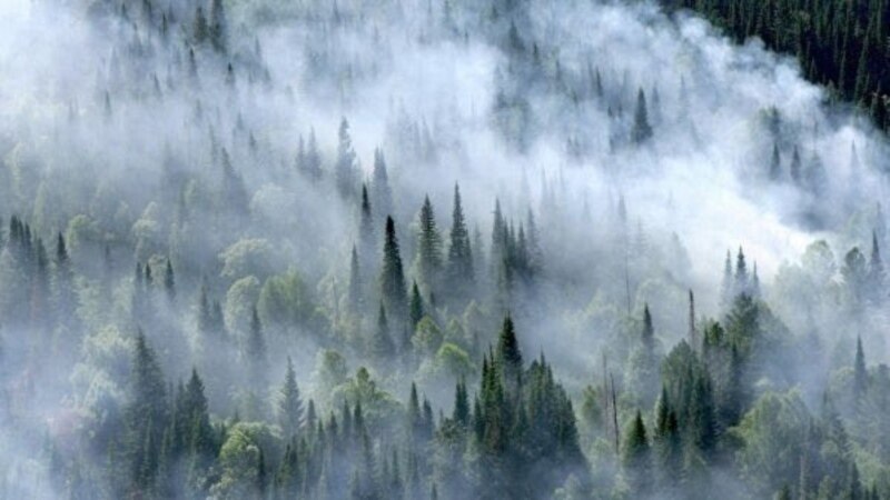 Россия: в Иркутской области местных чиновников поймали за поджогом леса