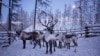 На Сахалине убили 26 северных оленей из Красной книги