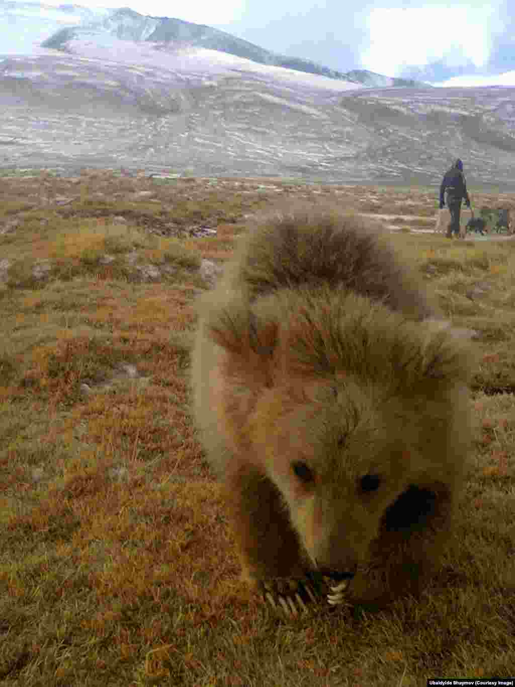 This bear cub, called Misha, was found after its mother was killed by hunters. A local shepherd has been taking care of the cub.