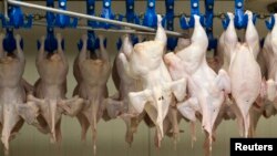 Piletina (fotoarhiv)