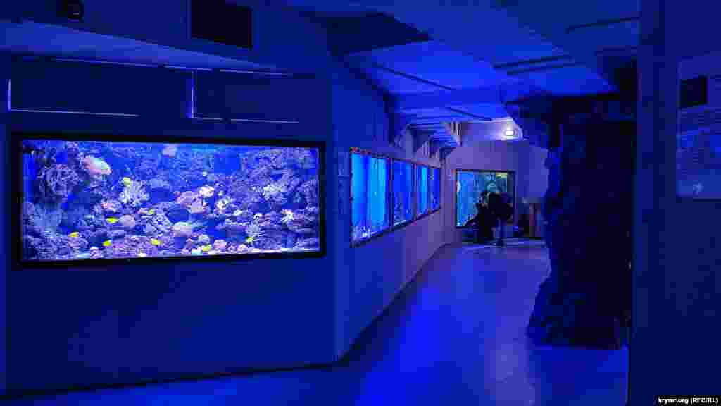 Приглушенное освещение позволяет лучше рассмотреть морских обитателей в аквариумах, которые ярко подсвечены