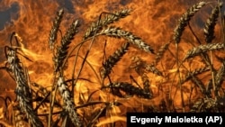 A wheat field burns after Russian shelling in Ukraine's Kharkiv region in July.