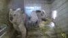 Таджикские медведицы Гул и Зухра обосновались в чешском зоопарке 